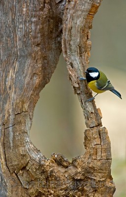 BB 05 0062 / Parus major / Kjøttmeis